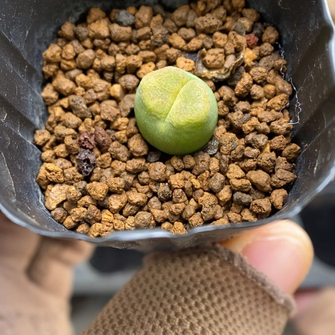 多肉植物肉锥杂交K-3674 风毛