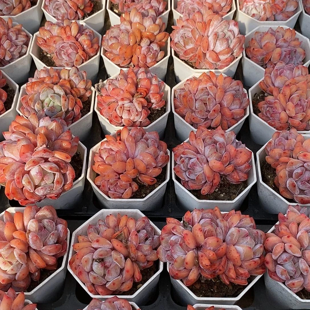 40星影小群生 福利多多