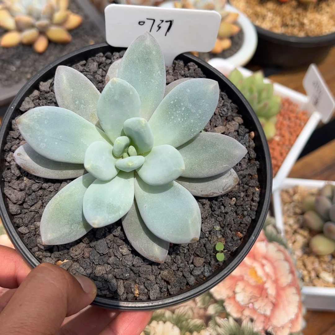 橙龙满68包邮0737