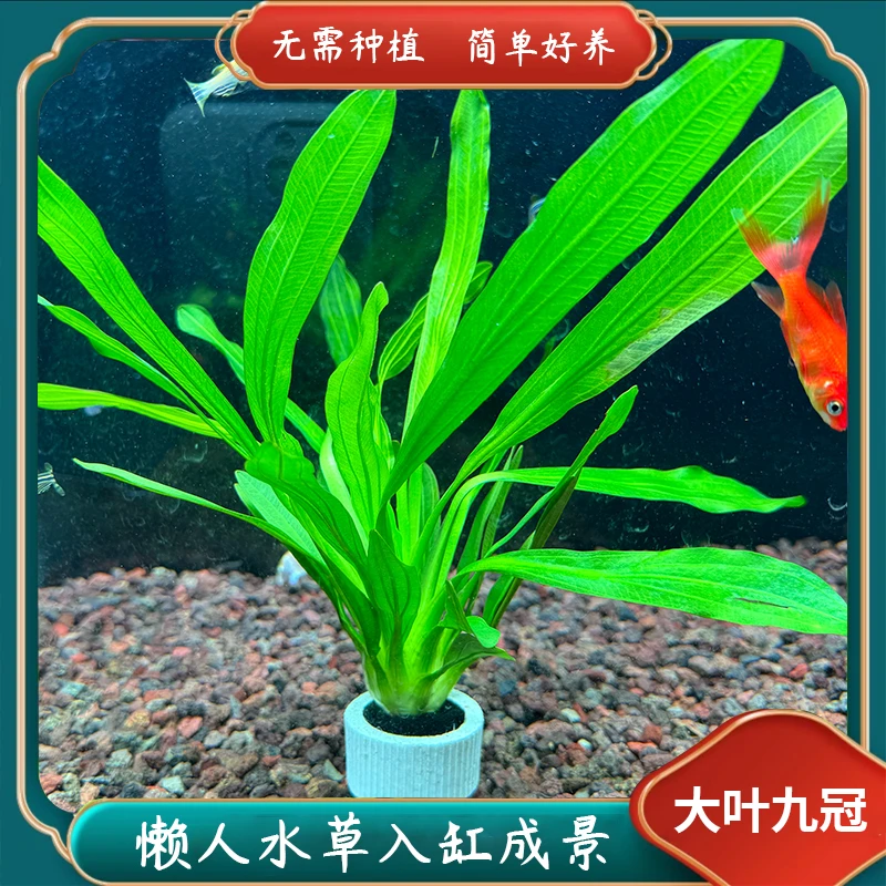 【新号2杯福利】大叶九皇冠懒人水草绿九冠真水草带沉底环好养易活