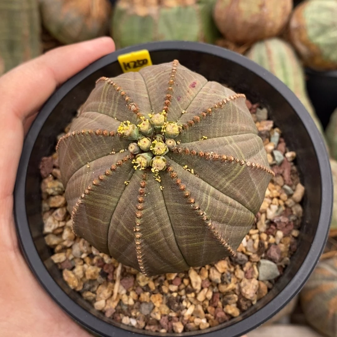 29 欧系实生布纹球多肉植物