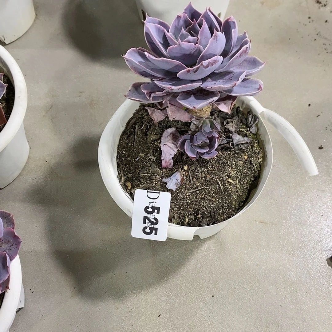 原**我525pink多肉植物