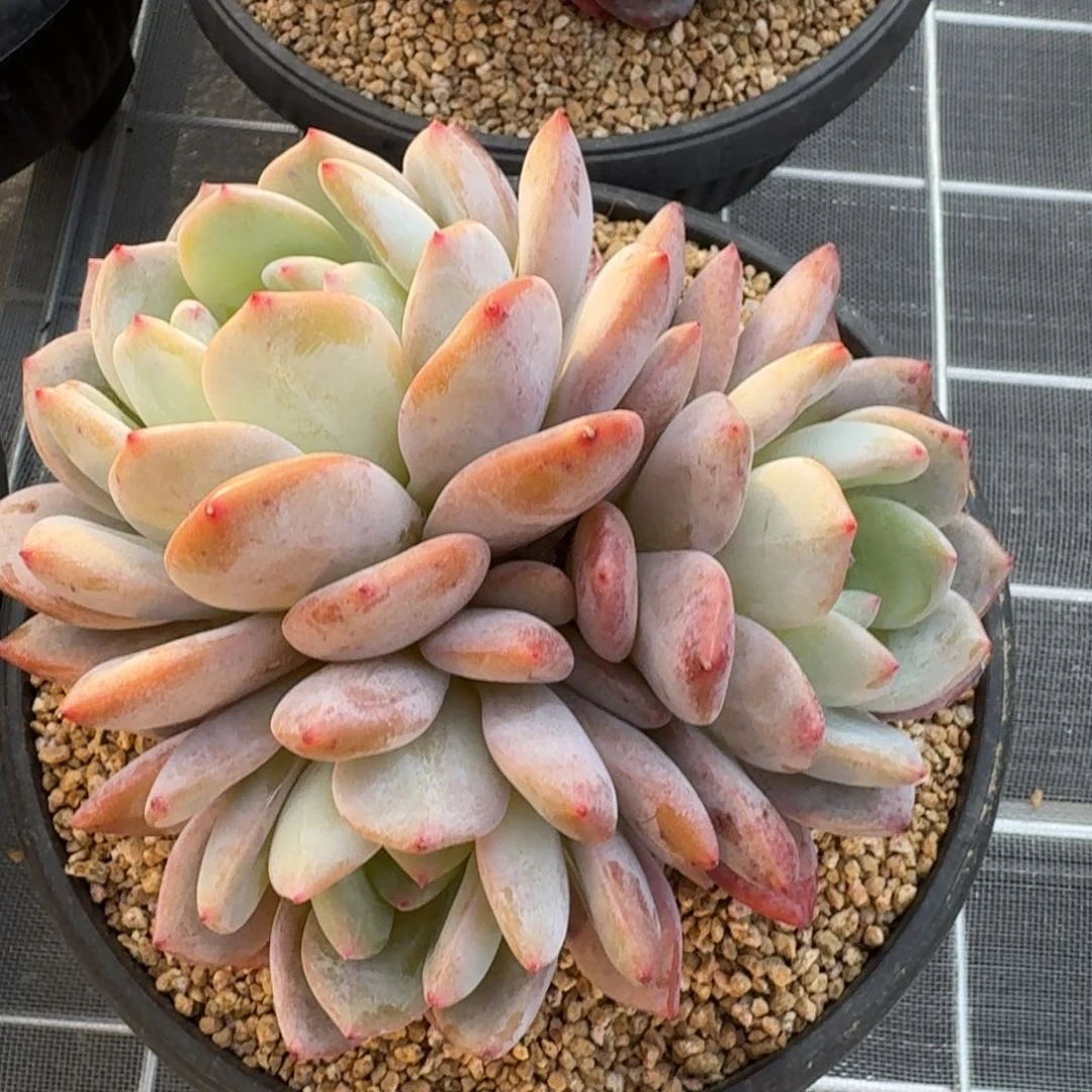 从前慢多肉编号三头雪天使