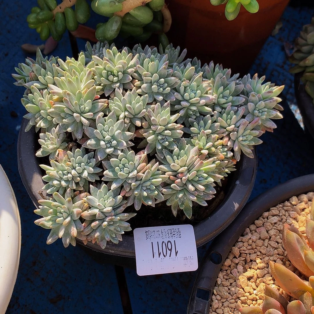 蒲***妈白菊16011多肉多肉