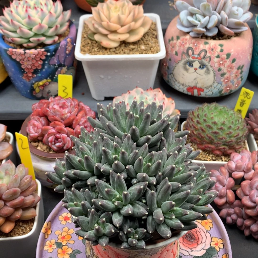 我们家的小仙女们