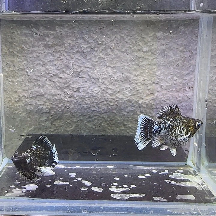 孔雀鱼电镀钻眼玛丽。39号