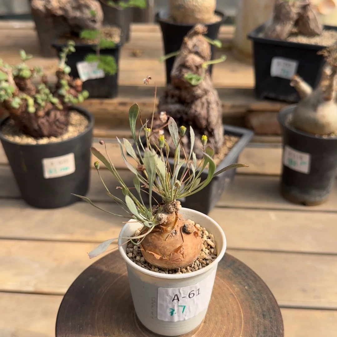 61开普敦厚敦菊块根植物