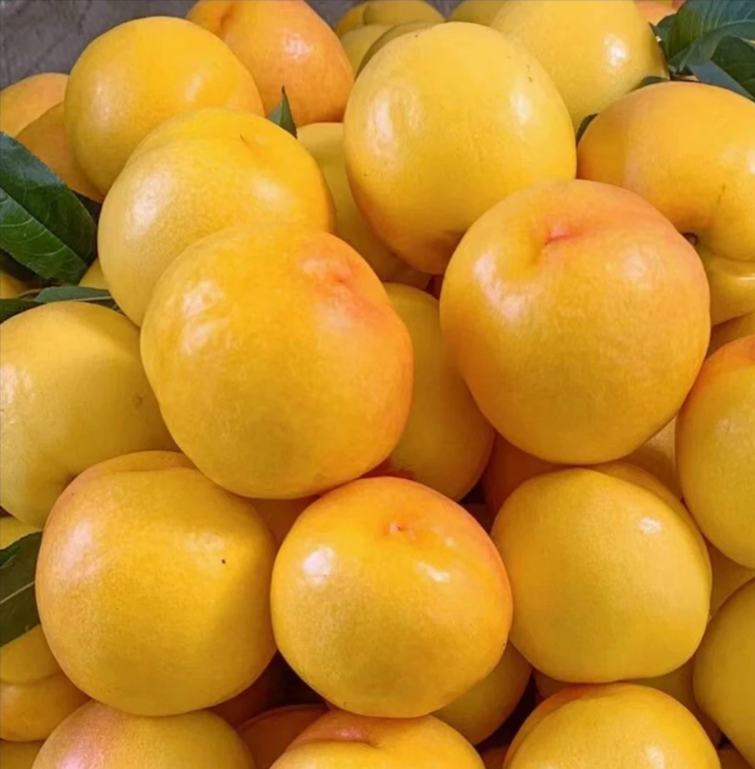 山东蒙阴黄油桃香甜脆口新鲜孕妇水果