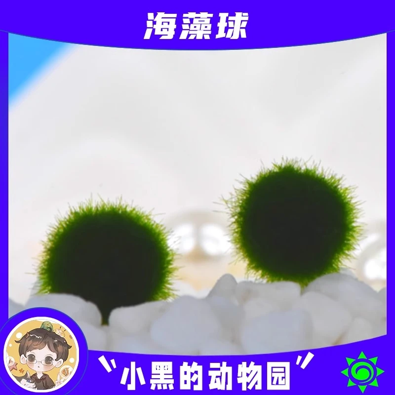 【治愈系宠物】海藻球生态瓶桌面微景观迷你植物创意造景生日礼物