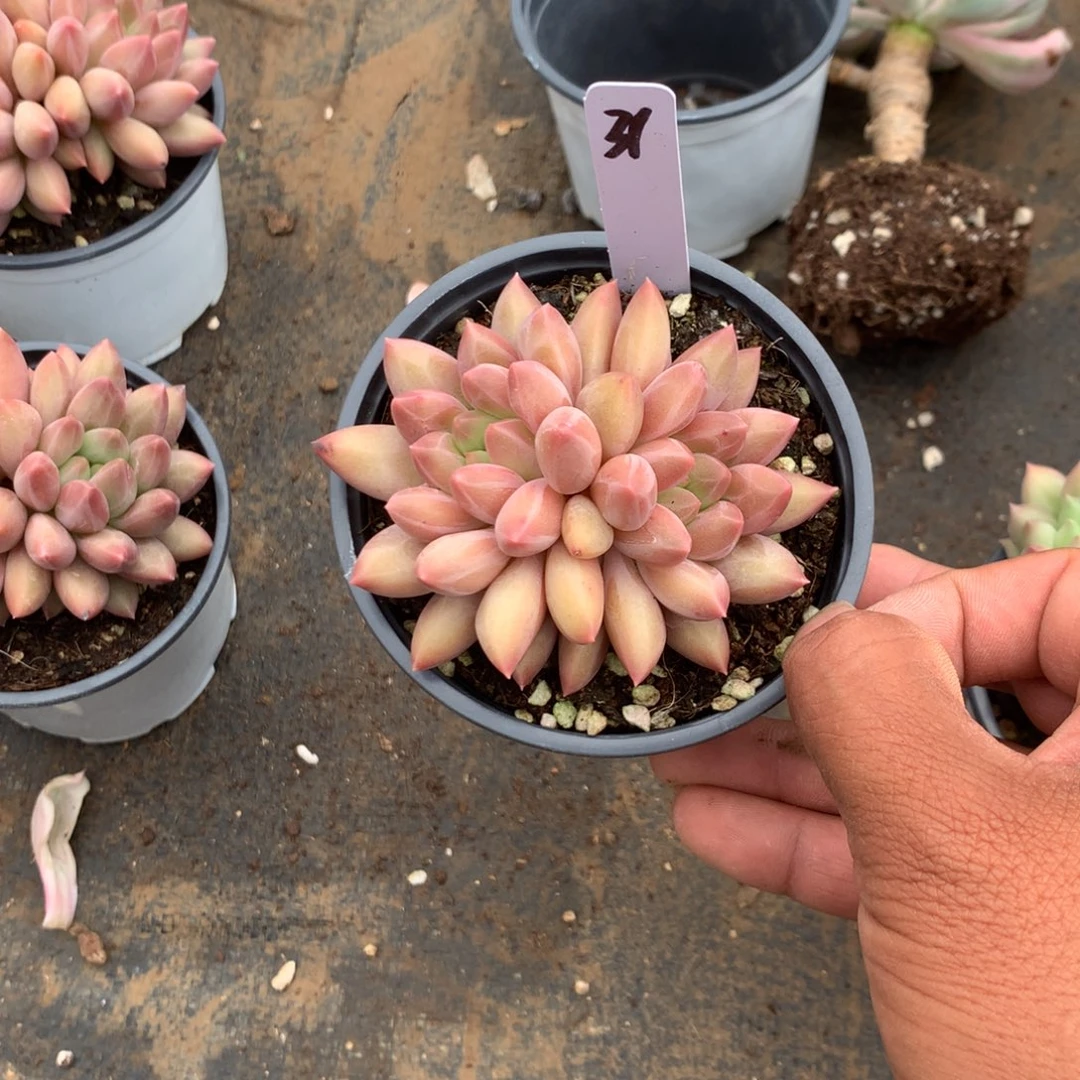 那时候是在家里做