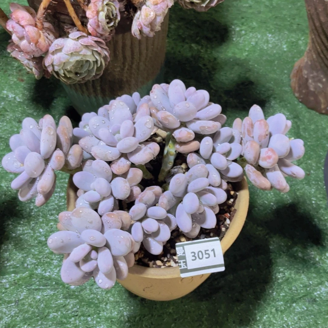 鸡蛋奶多肉植物3051