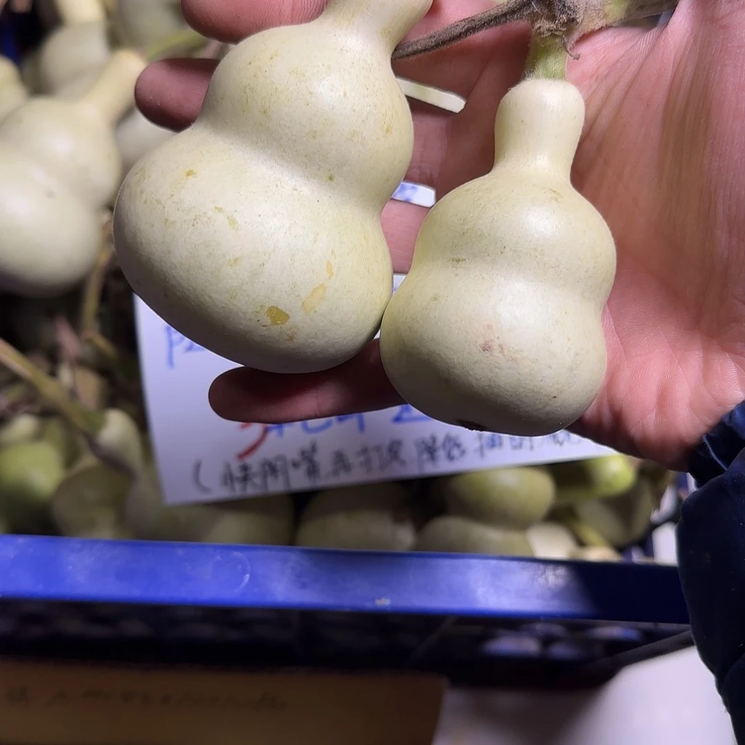 白****心青皮文玩葫芦