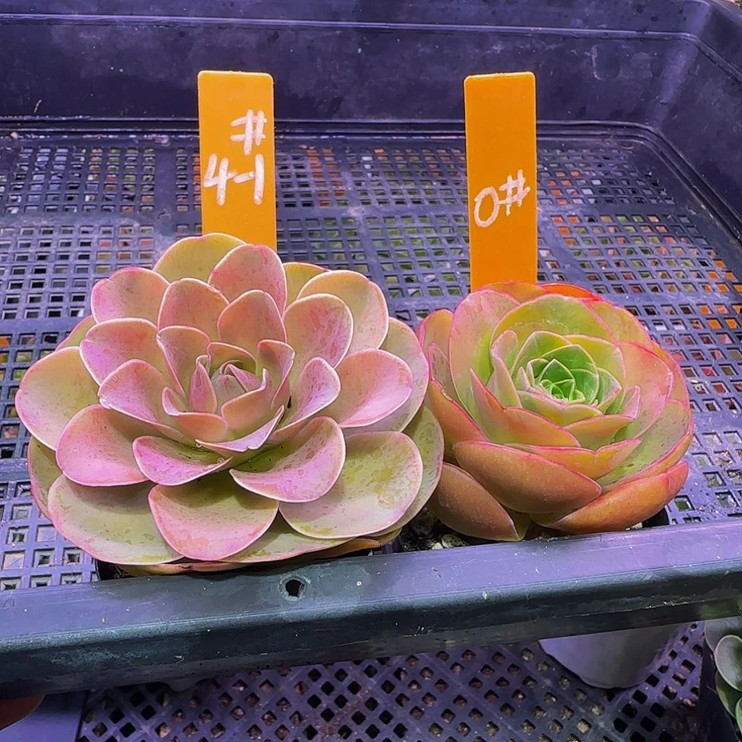 两棵 非偏远包邮事妈勿拍