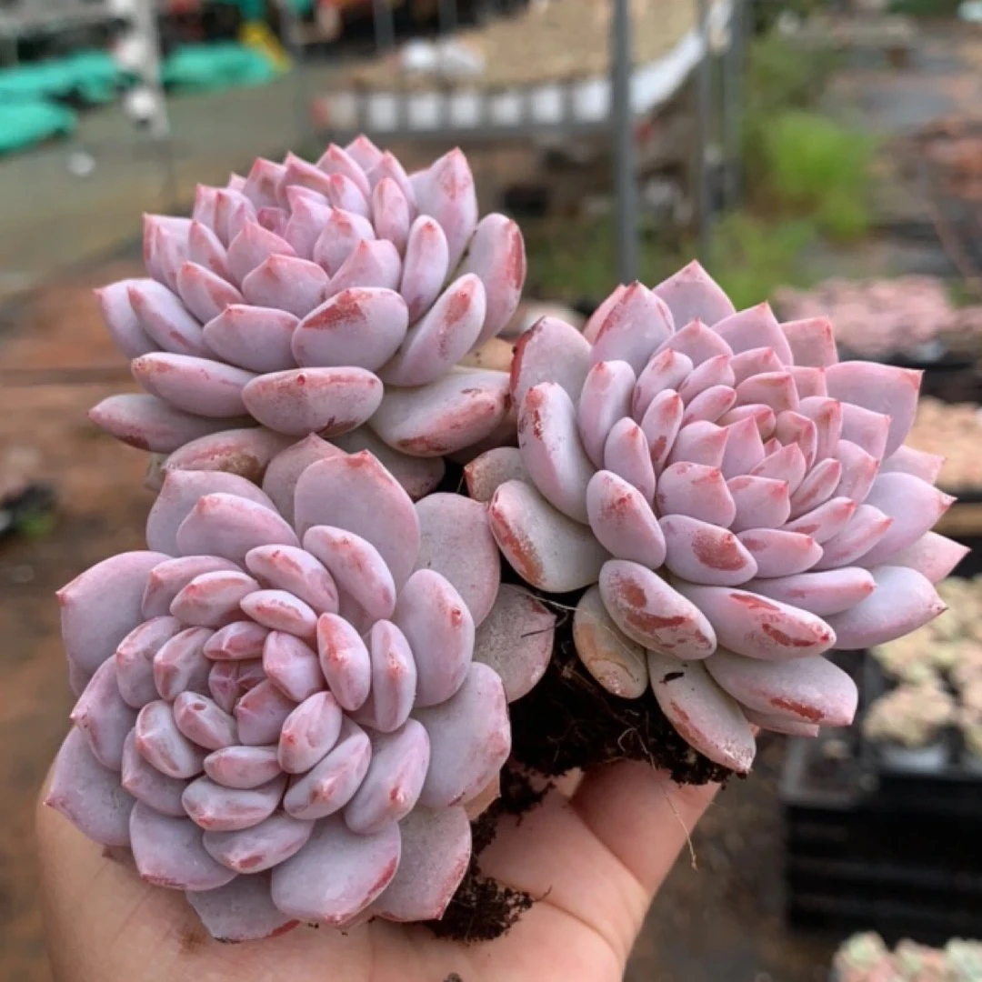 玉芙蓉老桩多肉植物拍一发二