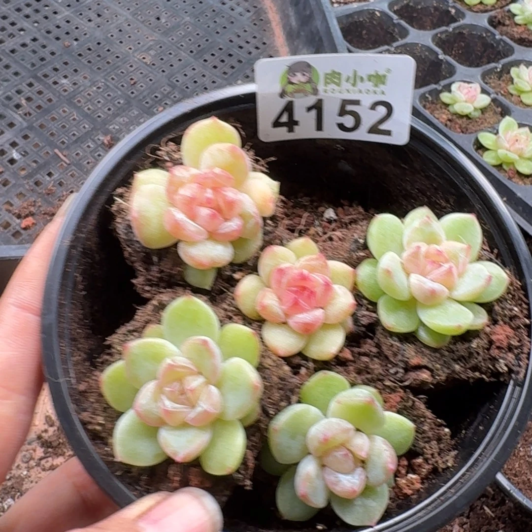 多肉植物多肉植物
