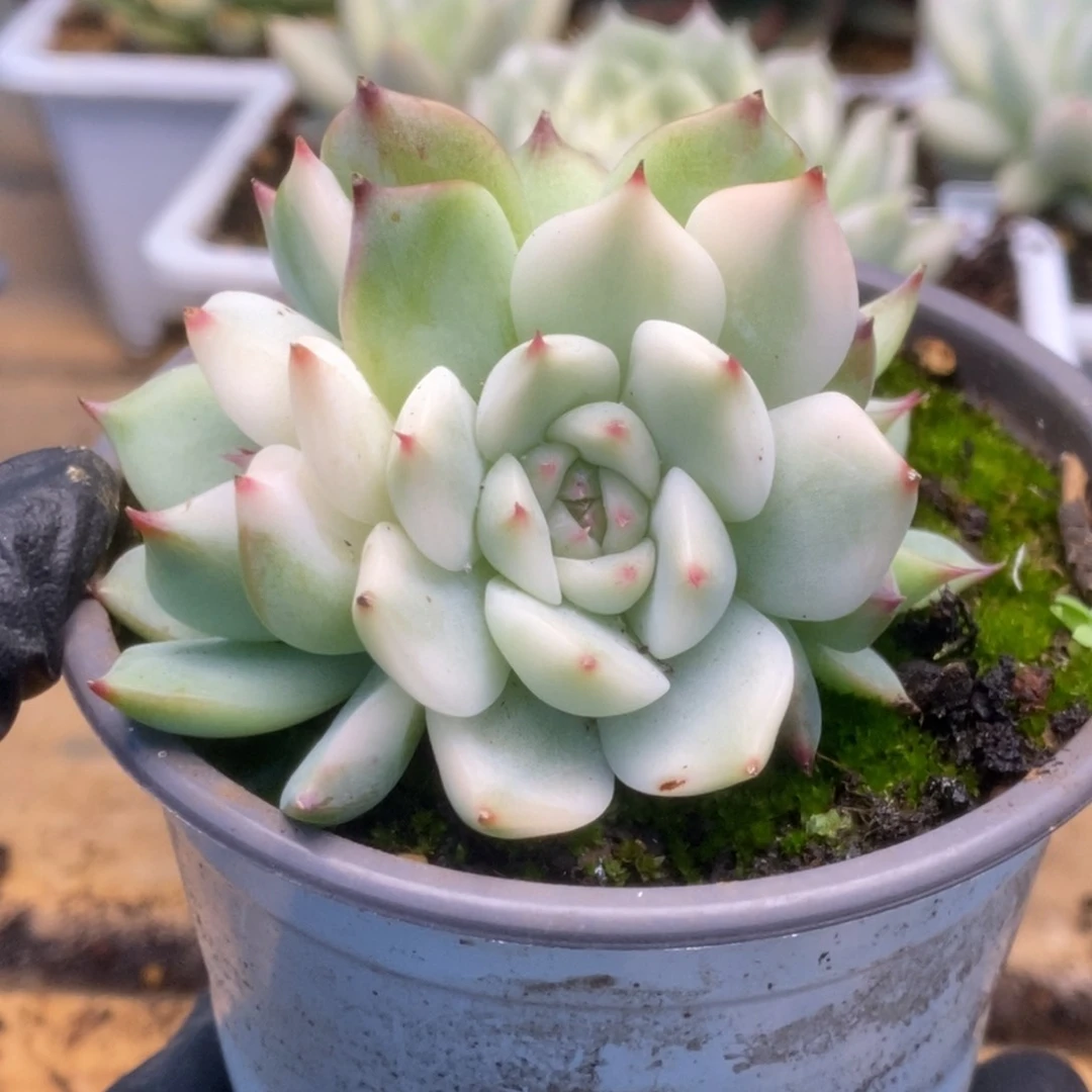 078锦锦锦锦锦锦锦