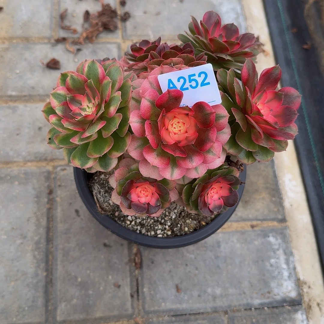 遇****燕252荔枝4444冠服17左右小颗的