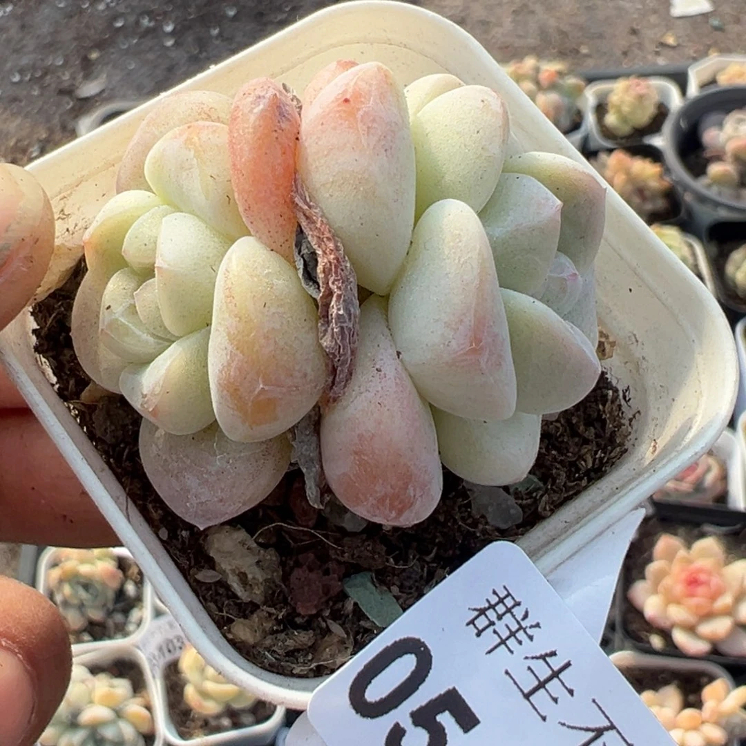 小卡拉米糖心一物一拍5-66