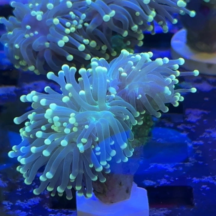 纽扣珊瑚火柴双头