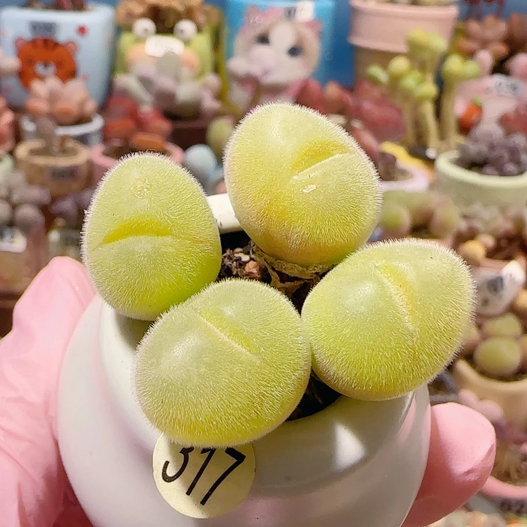 T可爱毛翠盆口3.5cm