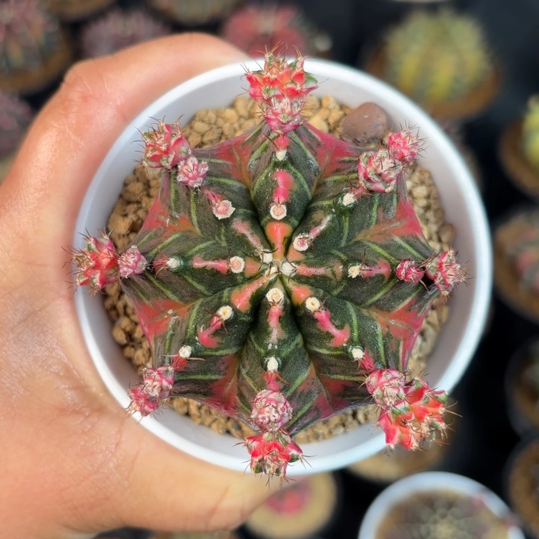 泰系米哈仙人球150