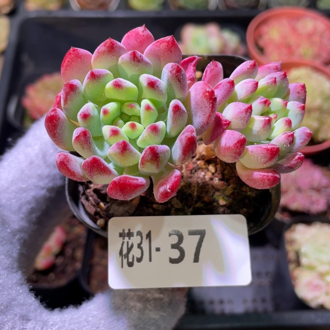 花利美31-37蓝苹果