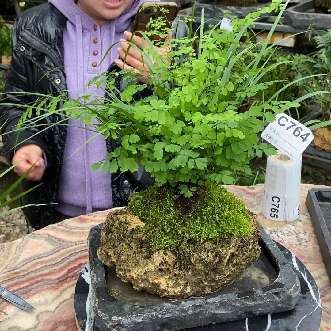 迎***进无花朵764铁线蕨带石盆