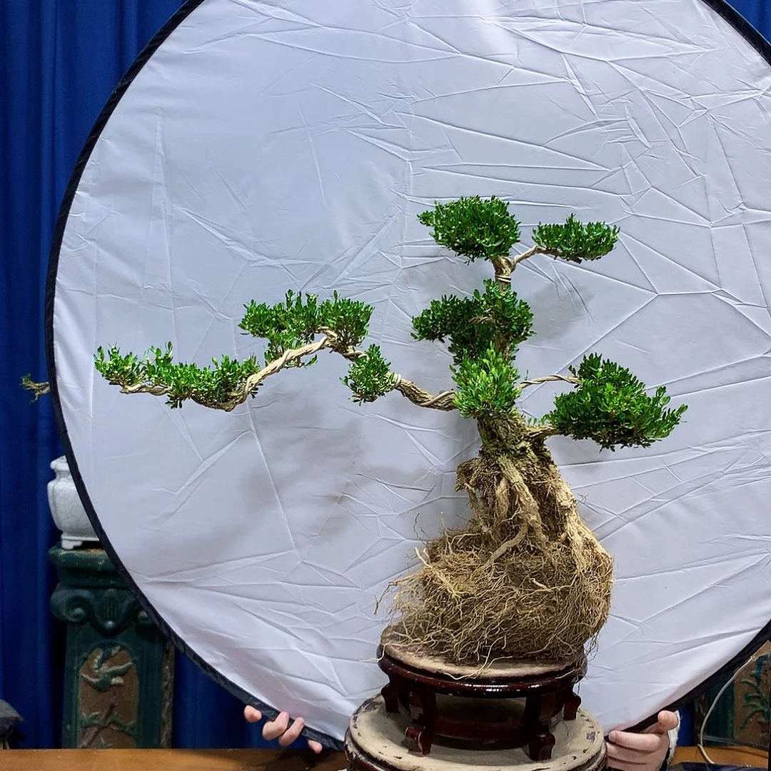 无花朵黄杨盆景一物一拍