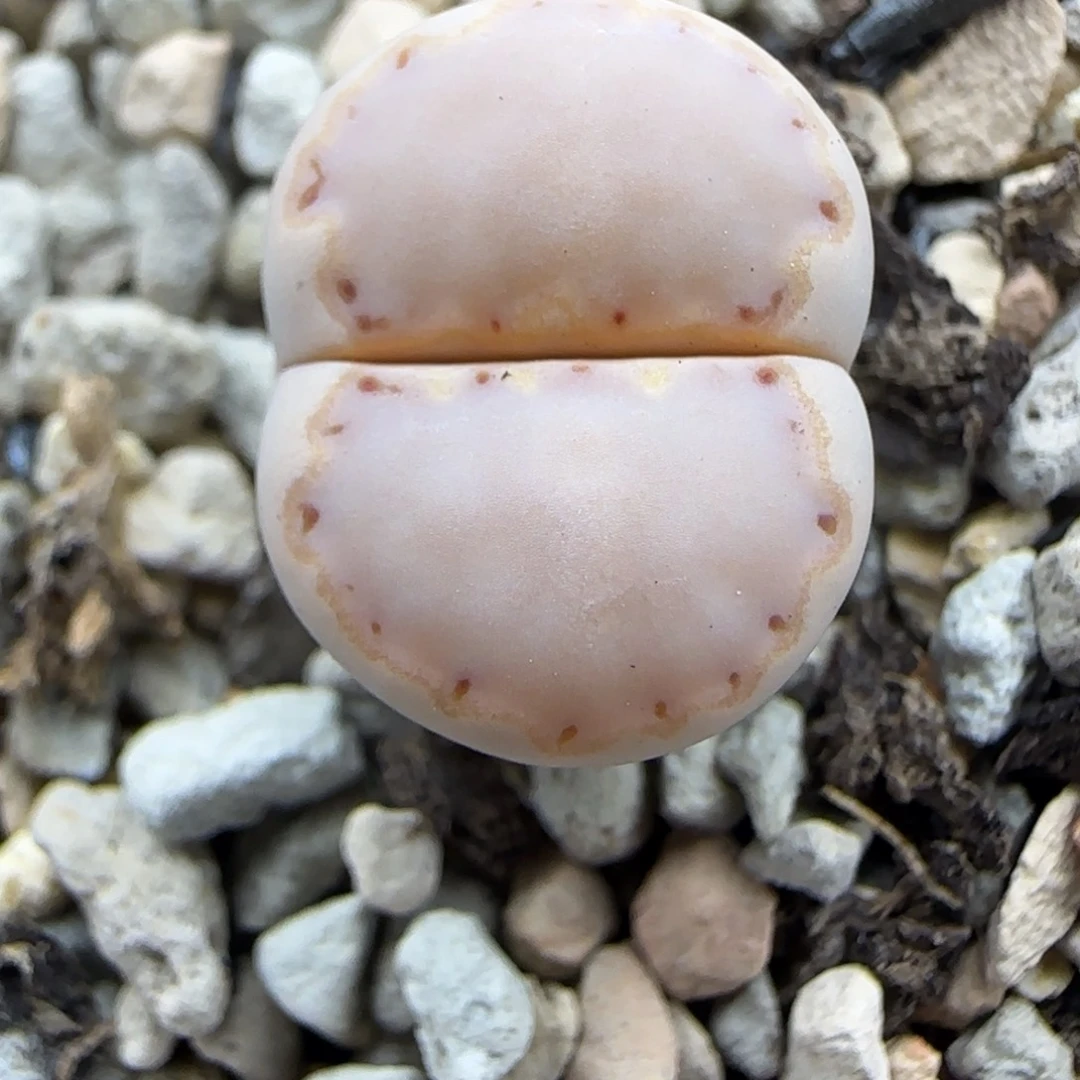 440勾边净窗饼干嫩粉色