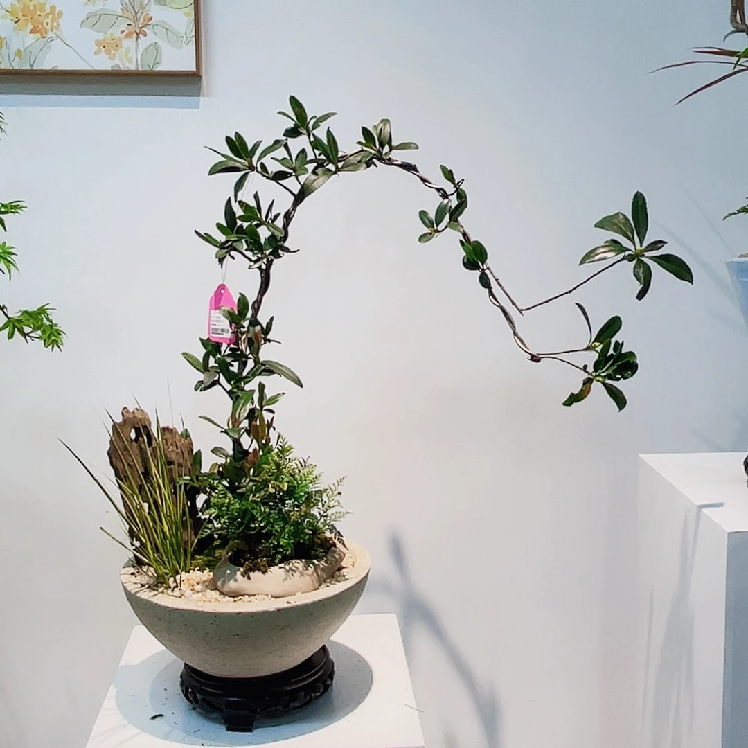 高端绿植一物一拍