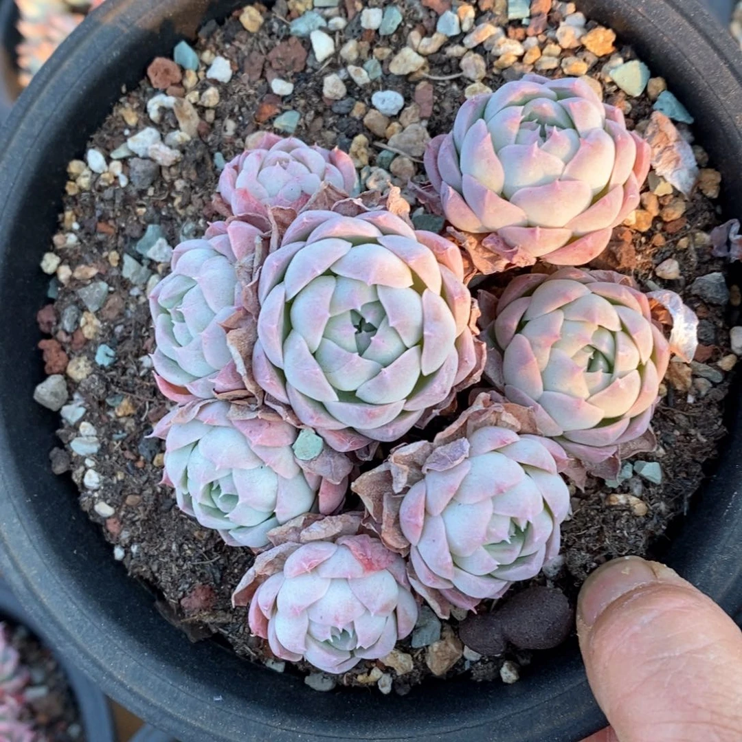 精品多肉一物一拍不包整195