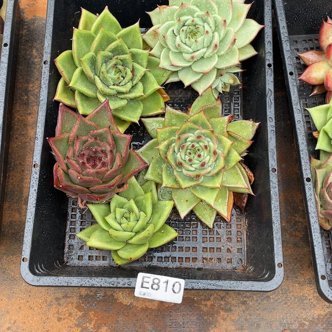 若如东云筐拍E810