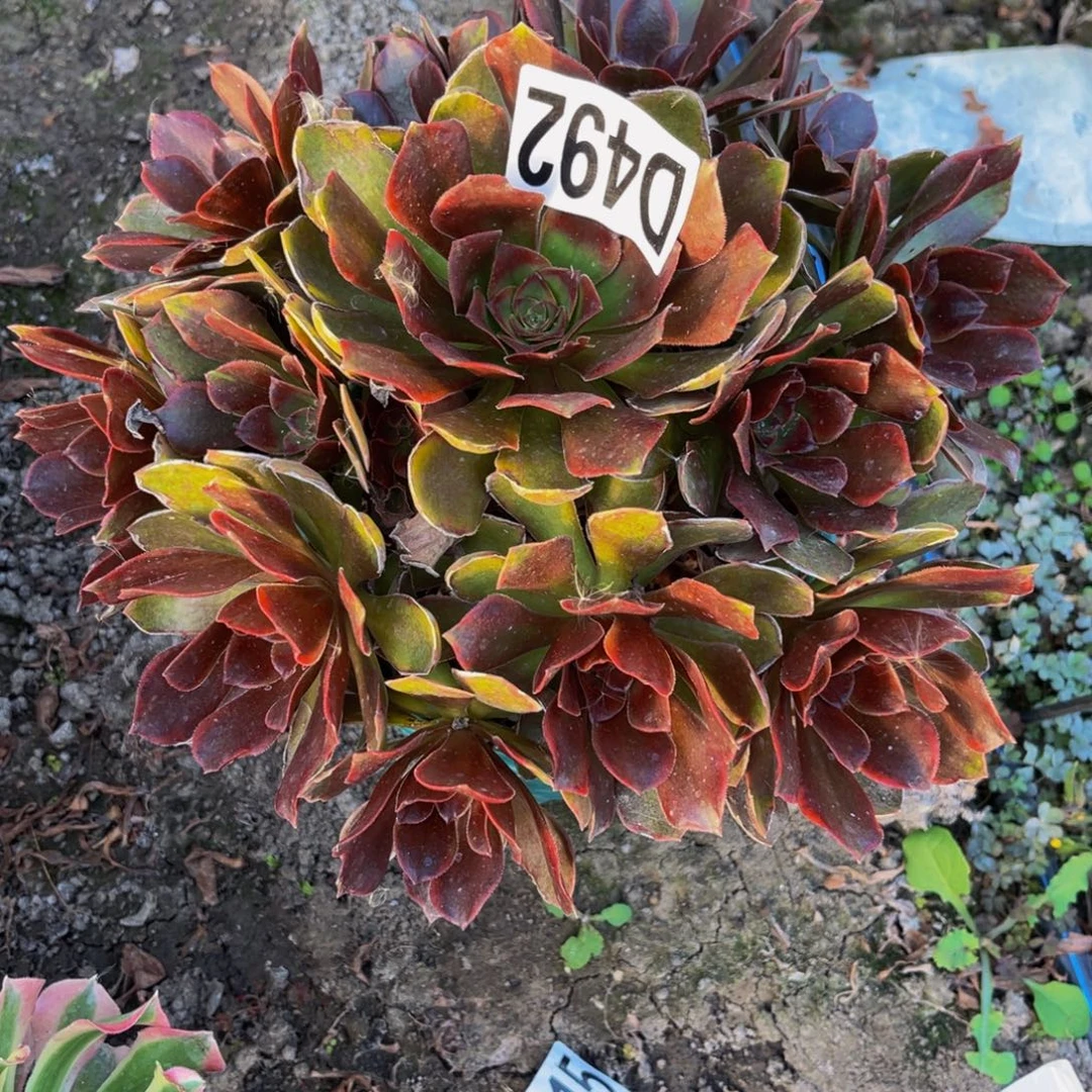 恶魔之吻26////15包邮