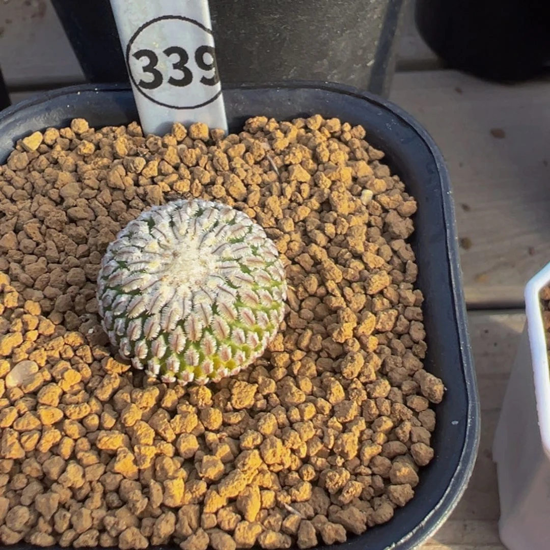 339实生根精巧殿多肉植物带盆土