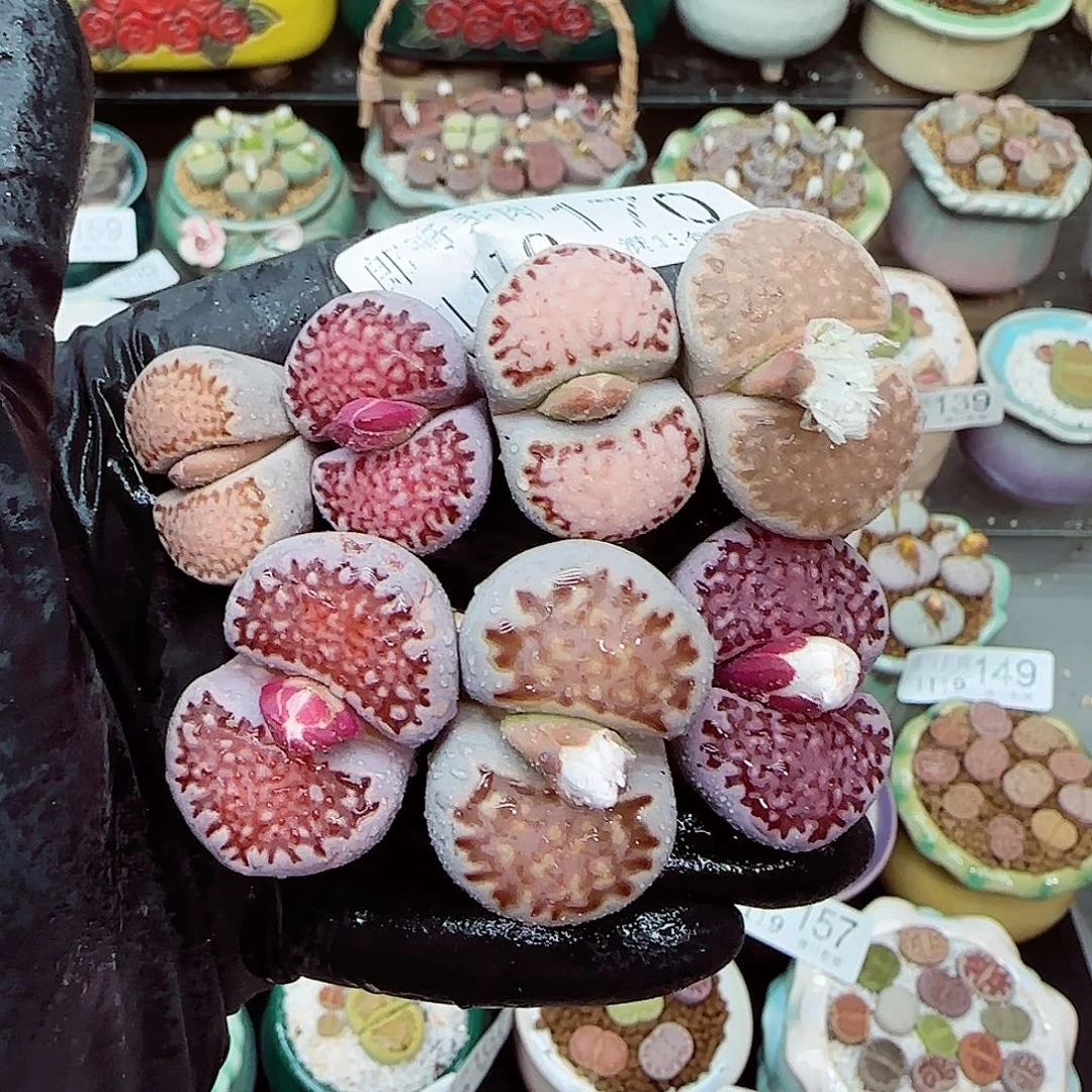 生石花满18包邮1119-170