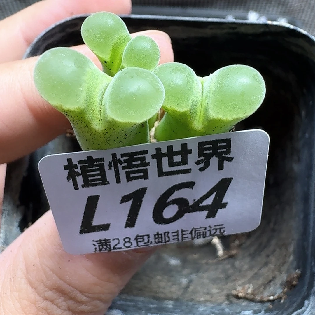 多肉植物的日子去ef