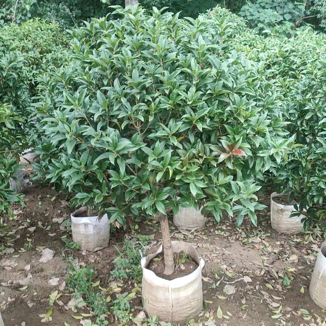 桂花一物一拍 桂花树八月桂桂花树盆景规格齐全