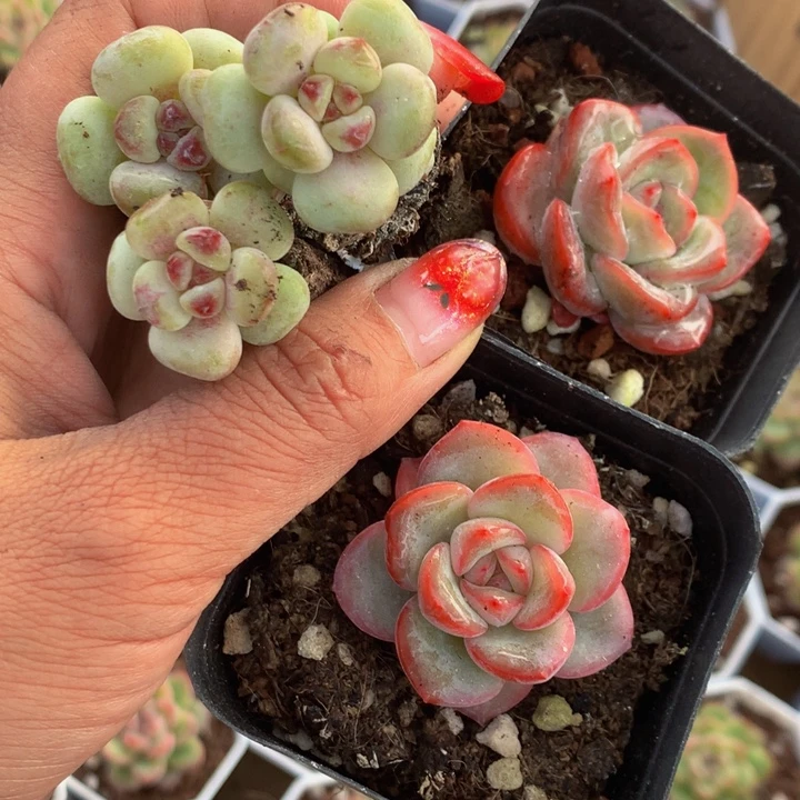 菲***焙泡芙2颗 一物一拍 樱桃 一物一拍