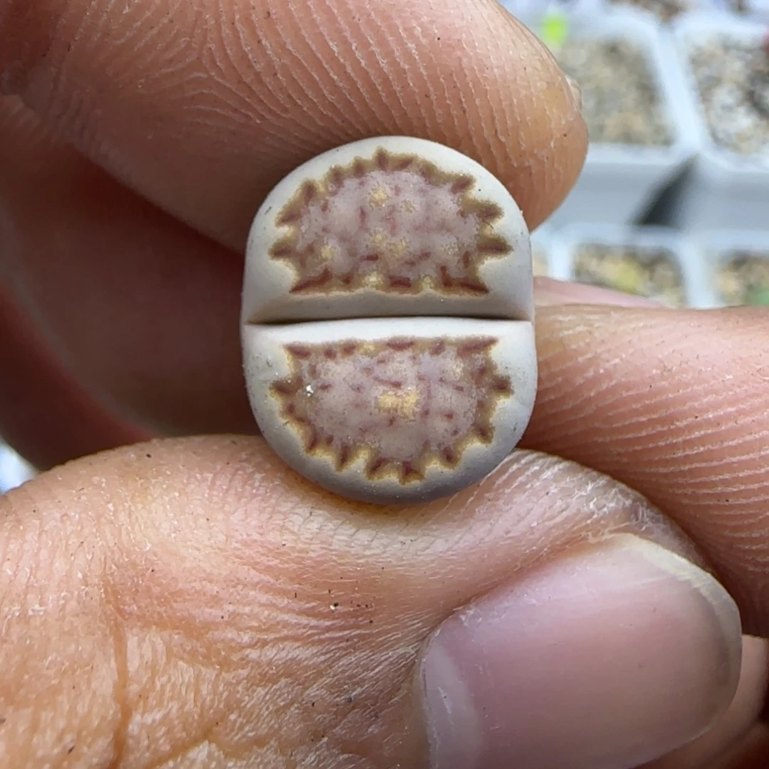 199 生石花大棚直播