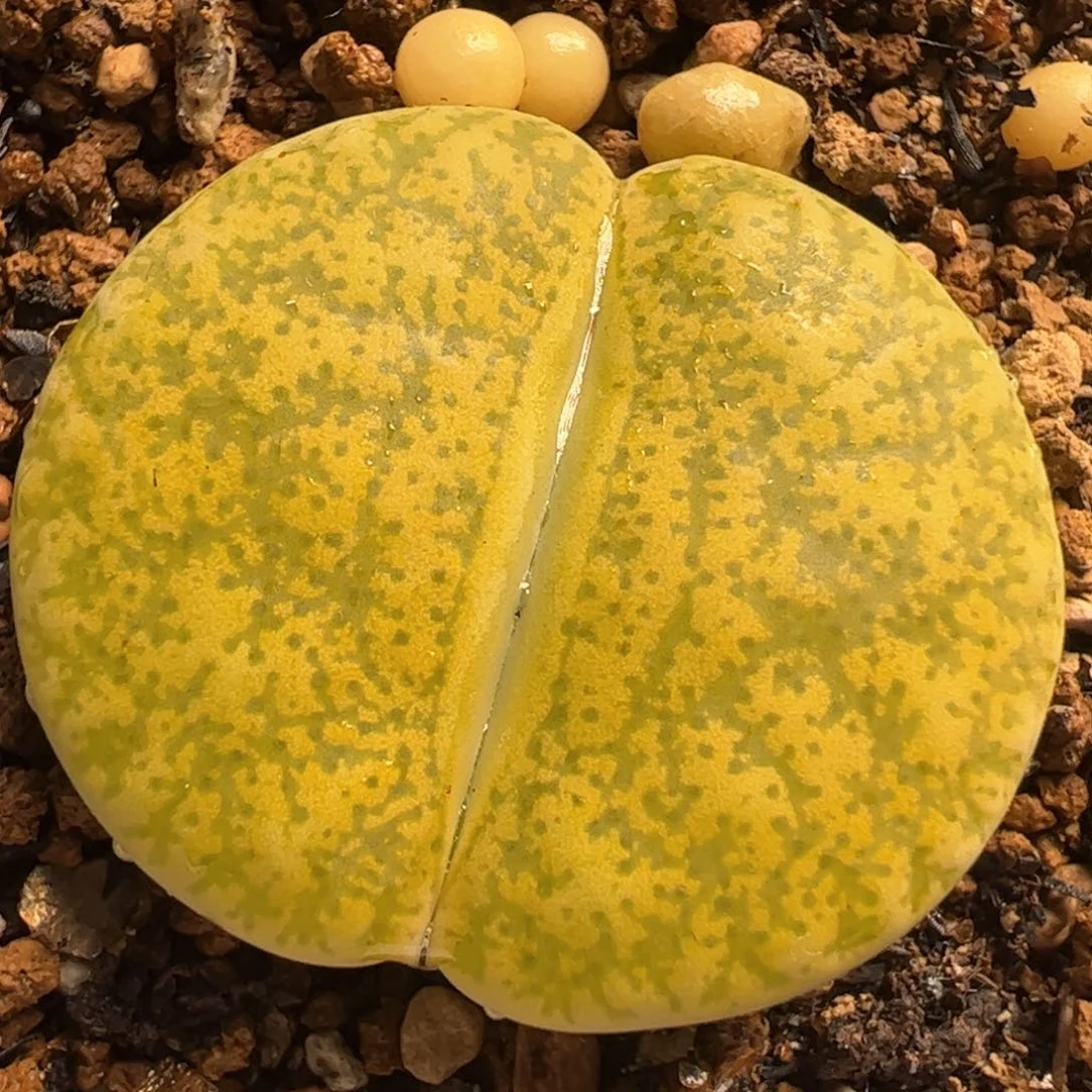 一箭之遥多肉植物百科