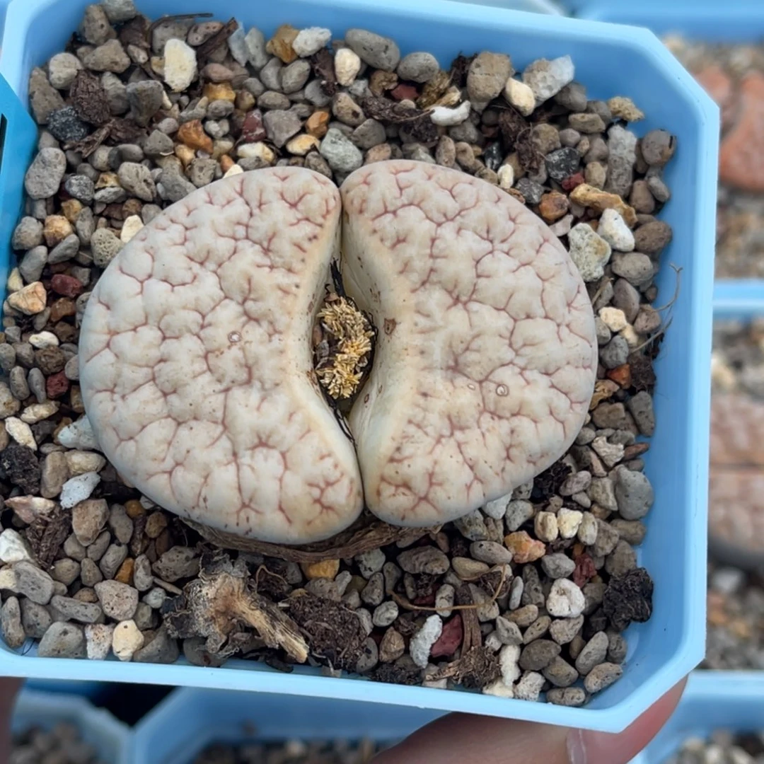 顺****7382蜜纹荒一颗尺寸4.7