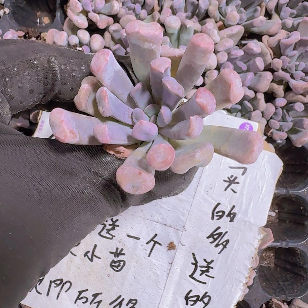 精品丘比特两颗一组