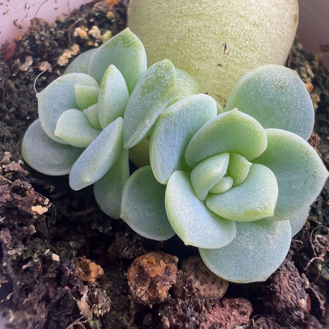 双头财富姐妹 大姐