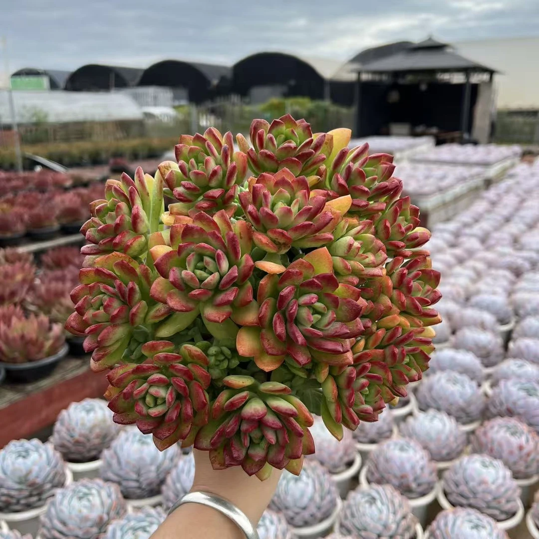 红稚连多肉植物 好看好养原土原盆