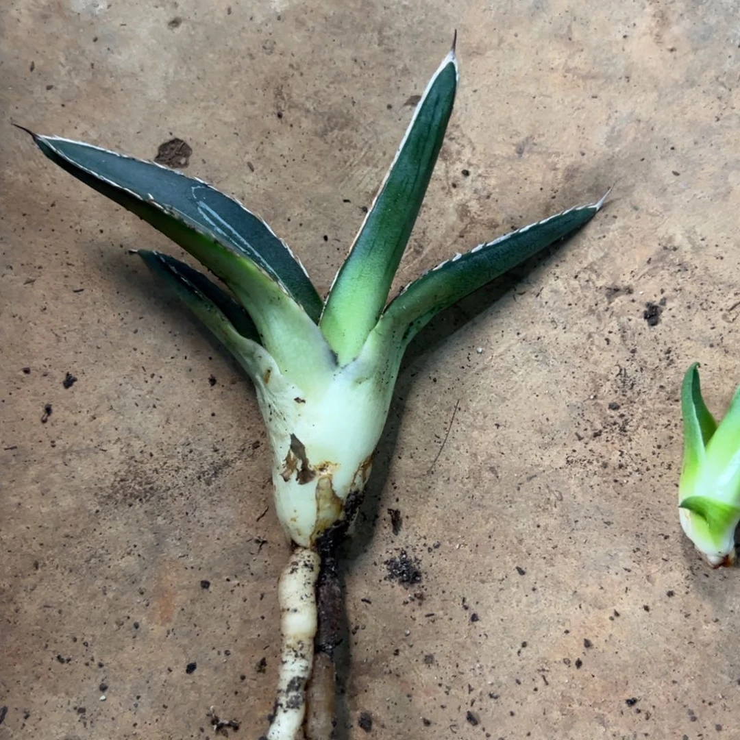 流星龙舌兰侧芽一口价