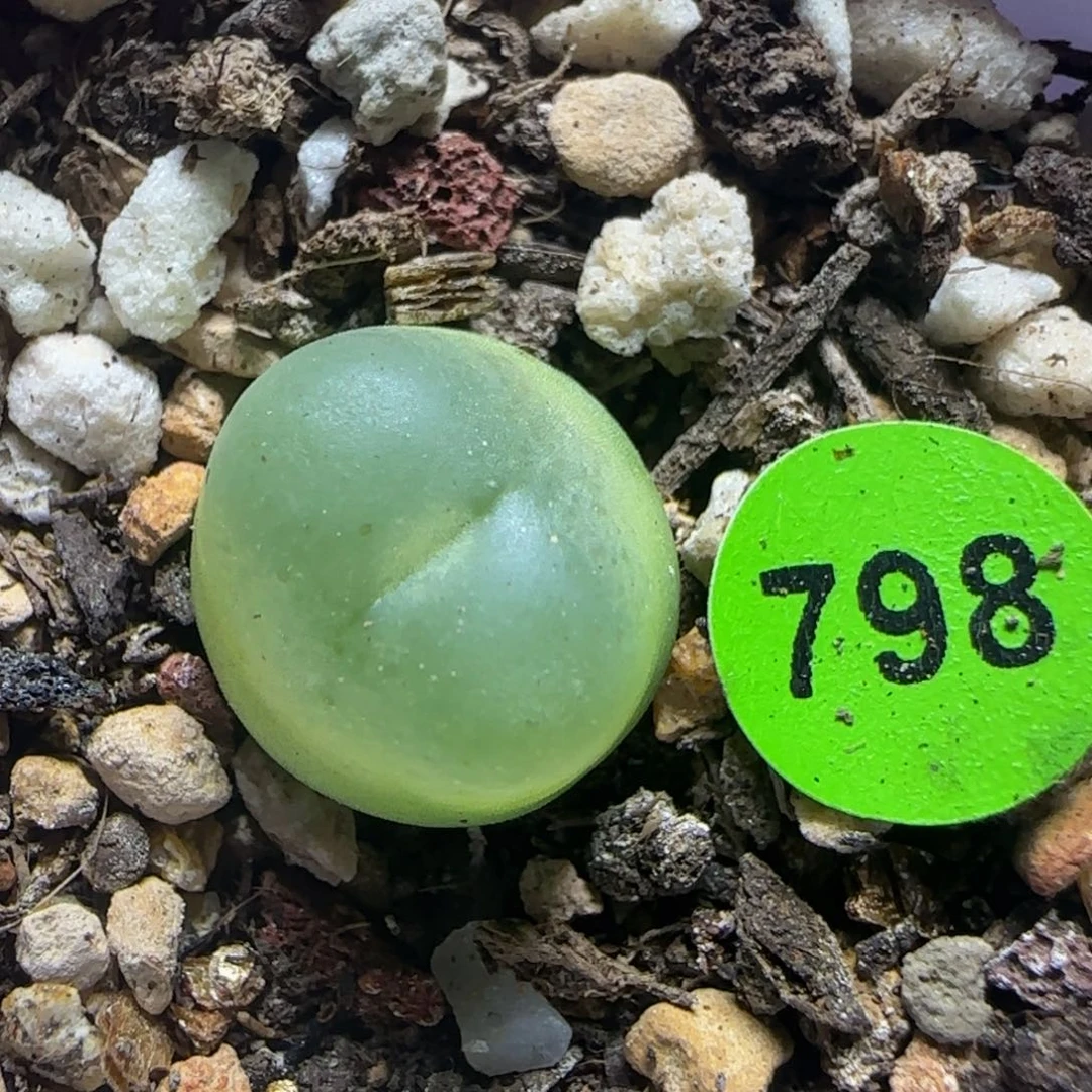 拉登1.2+多肉植物798