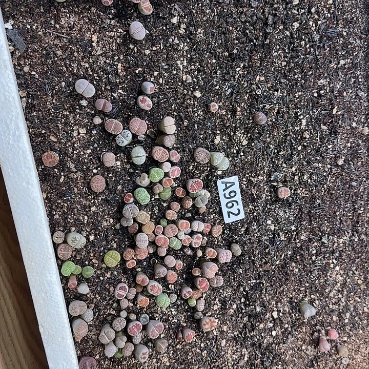 962生石花整筐脱土发货