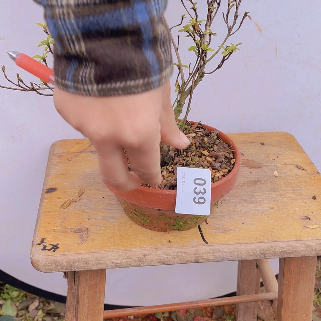 红陶直播时间一直一直