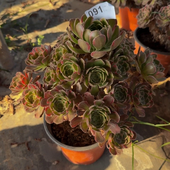 用***0000000091安娜000000