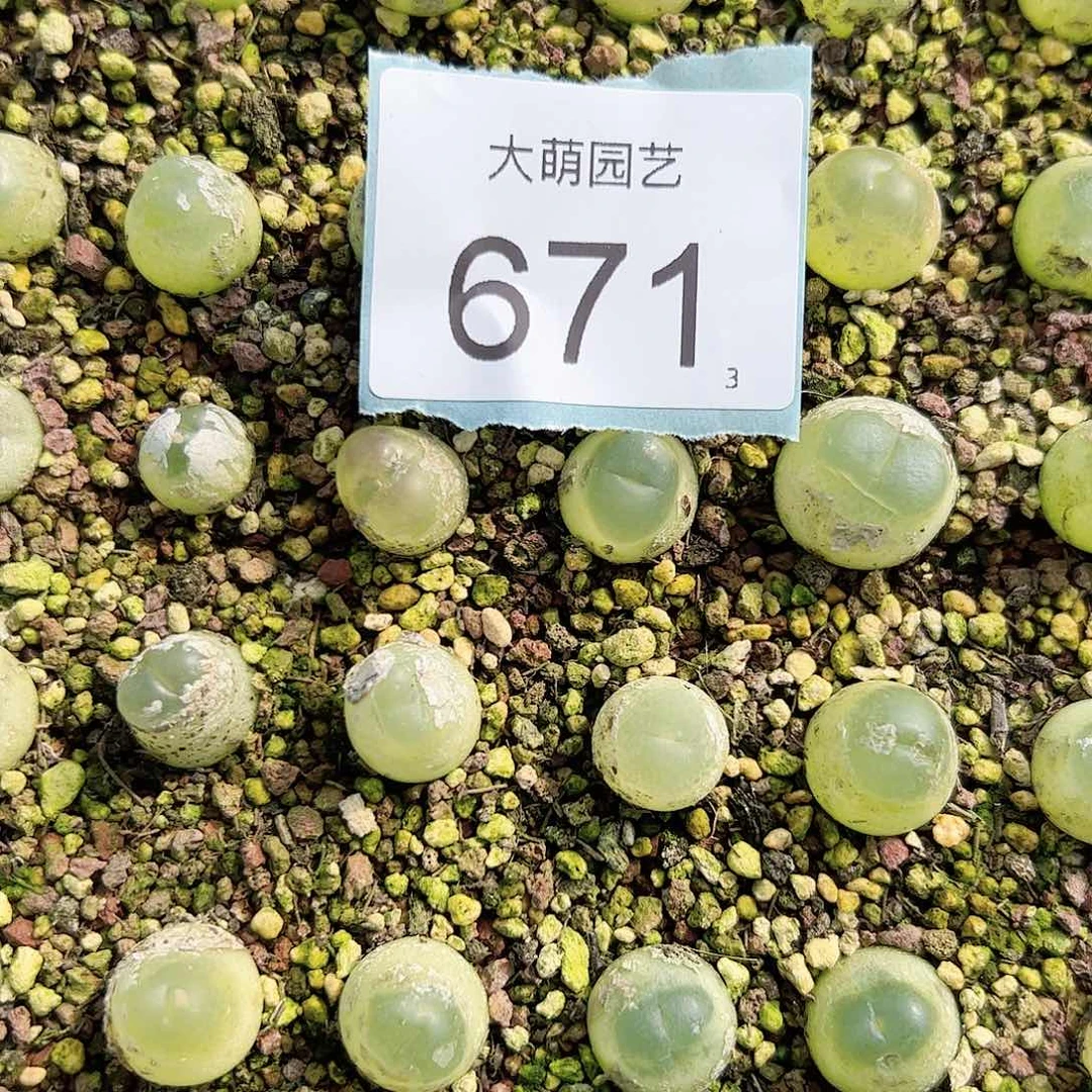 0000671量拍大拉登1颗尺寸1.3上下